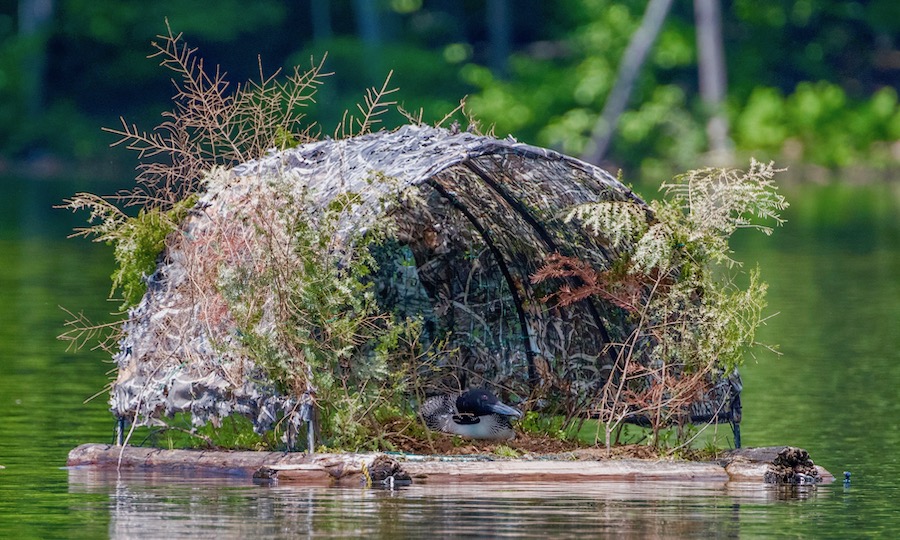 Floating Nest 2019
